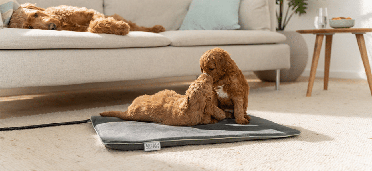 Техника, которая позаботится о домашних питомцах