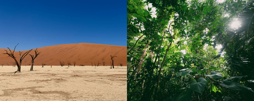 Что лучше: воздухоочиститель или увлажнитель воздуха
